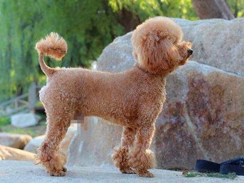 泰迪智商排名第几_柴犬智商排名第几