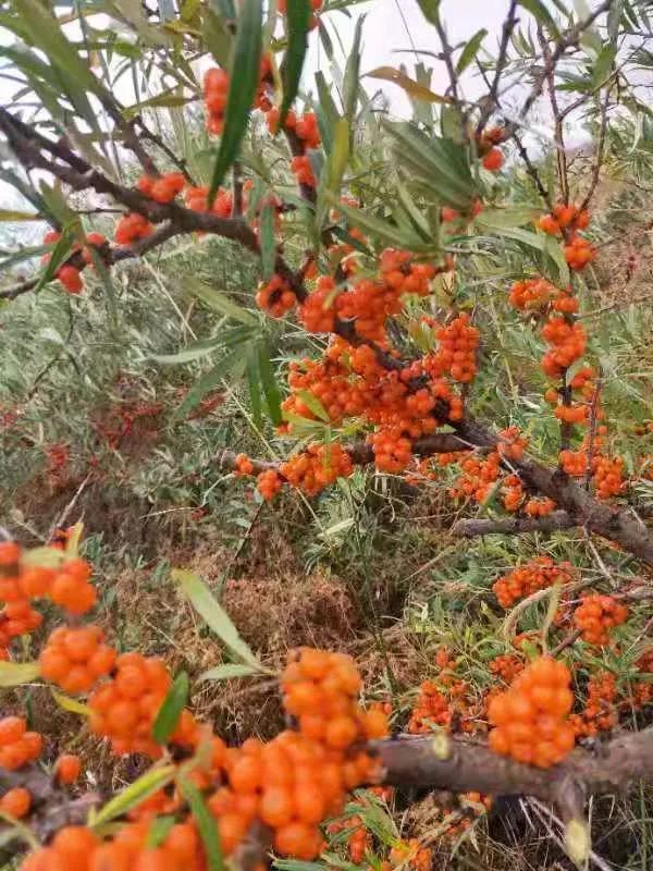 流口水!张北漫山遍野黄灿灿的酸溜溜,快来采摘吧