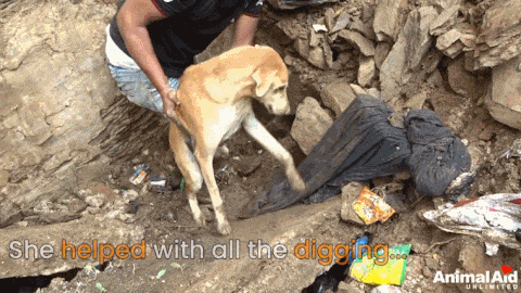 狗妈妈废墟中刨土救子：猫狗到底能有多懂爱？