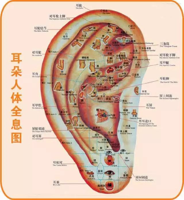 每天晚上揉这里男的越揉越强壮女的越揉越年轻