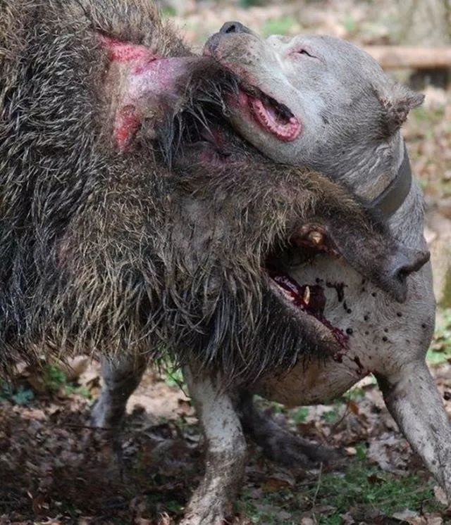 与野猪大战竟能将其碾压比藏獒还凶猛能打野猪的勇猛猎犬很牛逼你认识