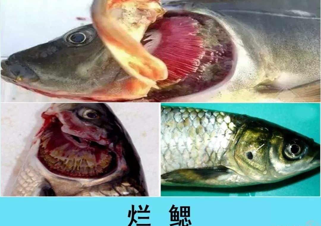 青鱼烂鳃病草鱼烂鳃病损失严重,你知道怎么防治青草鱼