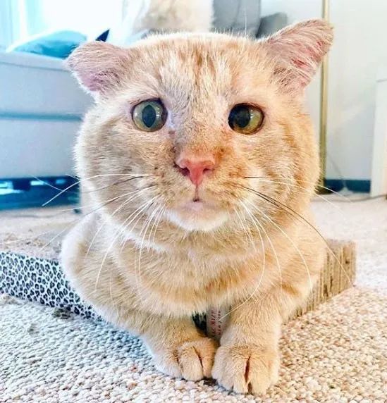 有什么办法不让猫进屋 400651ca57b64c03886d08b2fa546d06.jpeg