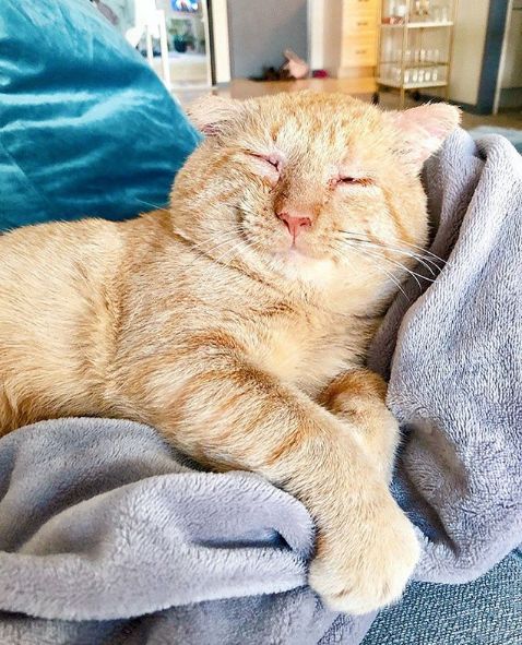 猫的照片伤感 704fe388a00b4c5d9fbfe183e4089b35.jpeg