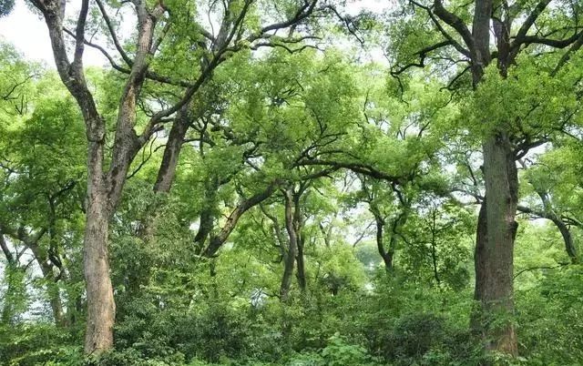樟树人口让_樟树(3)