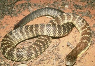 蛇什么时候出没 8c890cc438d8498cbba18bdd8120640c.jpeg