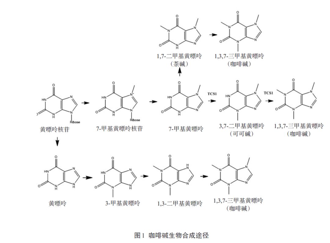 中国茶叶生物化学研究40年(一)_咖啡碱