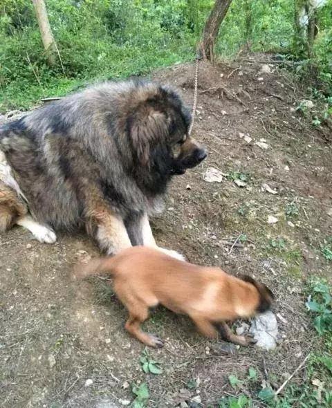 这种超大型犬 外形比藏獒凶猛 胆子却比芝娃娃小 号称北欧巨兽 高加索