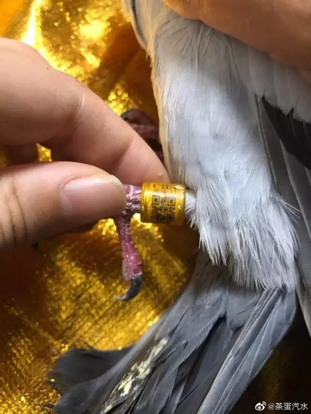 信鸽协会是哪个部门管 e3bd876f888a46c895804d25aa36ac64.jpeg