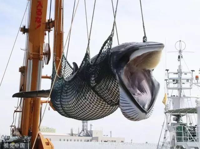 日本商业捕鲸船捕获1430吨鲸肉回港11月上市开售_手机搜狐网