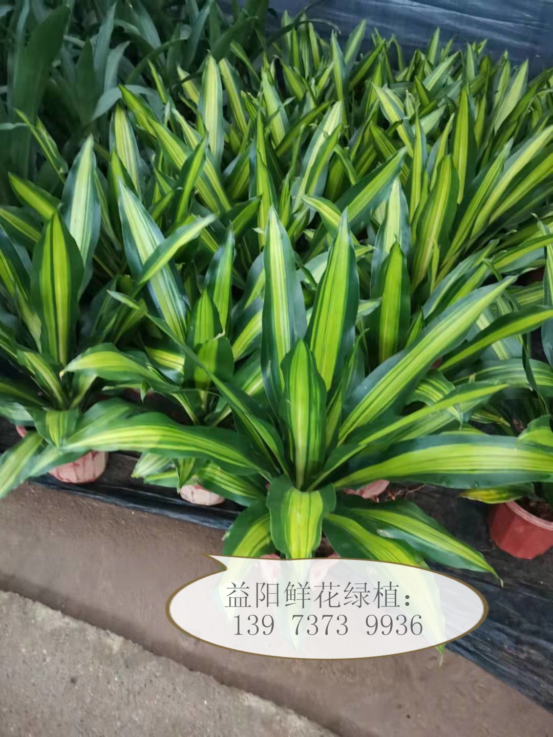 室内绿植推荐懒人适用植物 ea513a39f3e84b42b46379e87d9ed1a0.jpeg