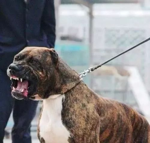 十大恶犬排名_十大恶犬排名介绍图(3)