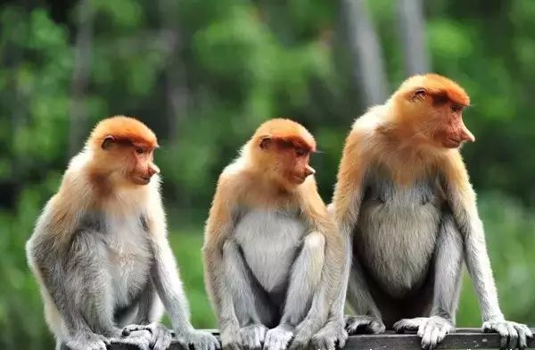 两只猴子抱桃子猜成语_猴子抱桃子图片大全(2)