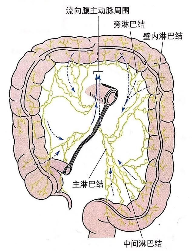 孩子反复肚子痛,不一定就是肠系膜淋巴结炎