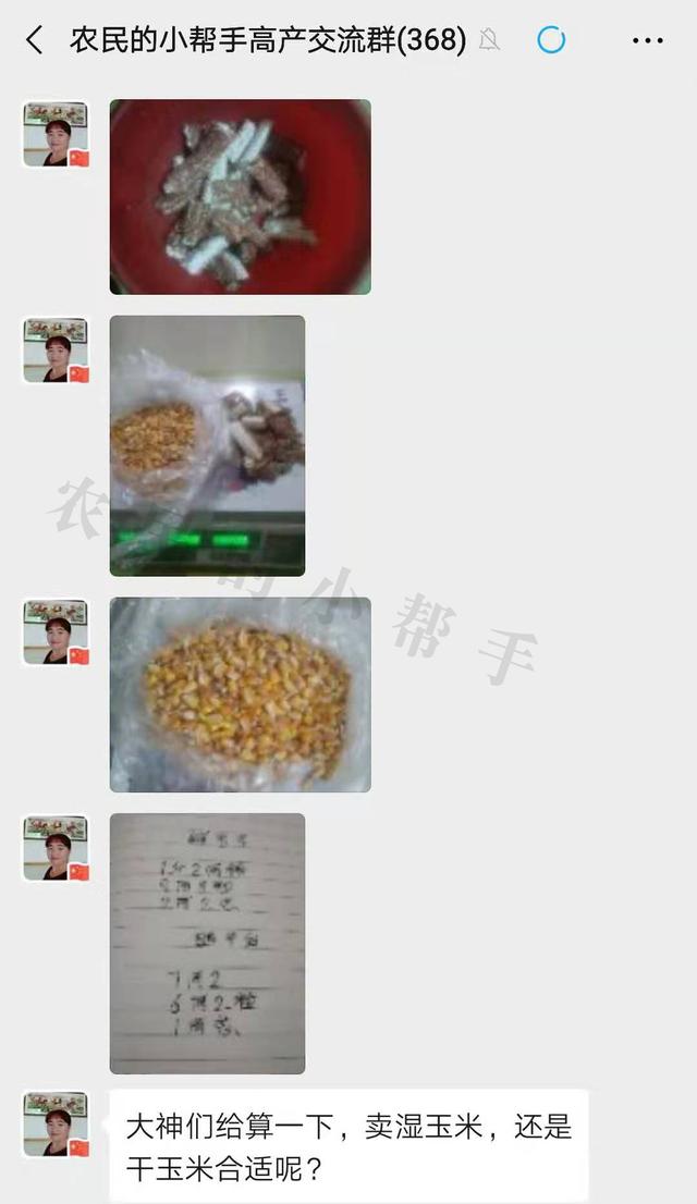 怎么种玉米粒 1c468b42962a47468b7dcd06eca7d98d.jpeg