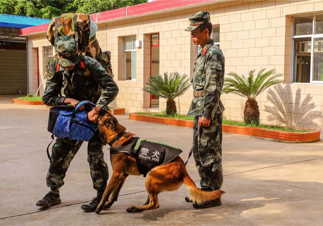 警犬训导员和警犬完成最后一次训练后，含泪退伍