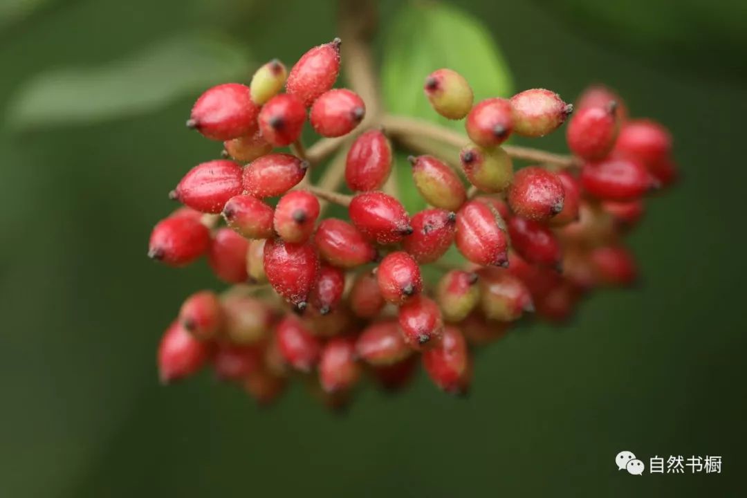 荚蒾的果实开小花的荠菜(capsella bursa-pastoris)结果的龙葵