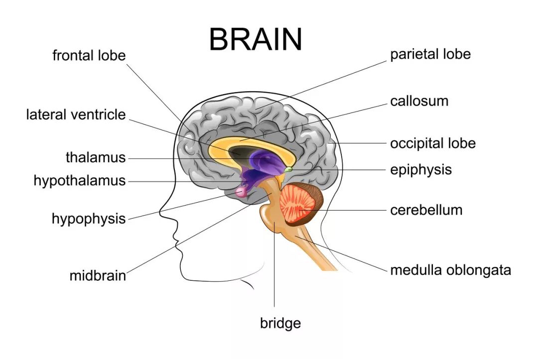 人脑解剖图