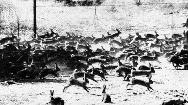 农夫放生20只兔子，50年增长9亿倍，吃光澳洲草原，毒气弹都无用