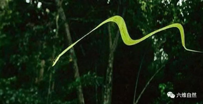 原创这种蛇要化龙竟能在空中飞100多米网友飞蛇