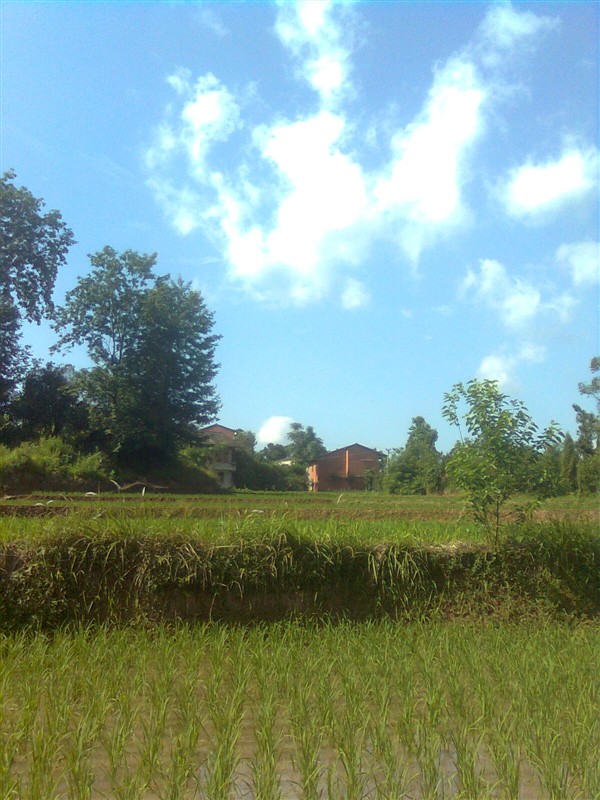 农村田野乡间风景实拍图片