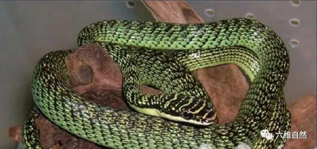 梦见蛇与龙交配，古老象征与现代解读