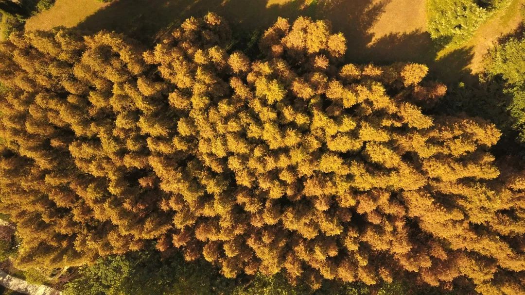 穿越千年！看看古人是怎样过重阳节的