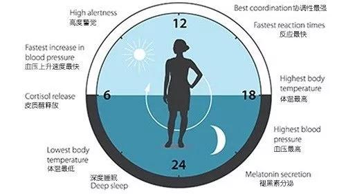 简单说就是 你体内有个机制,会在最合适的时间给各个器官发信号,告诉