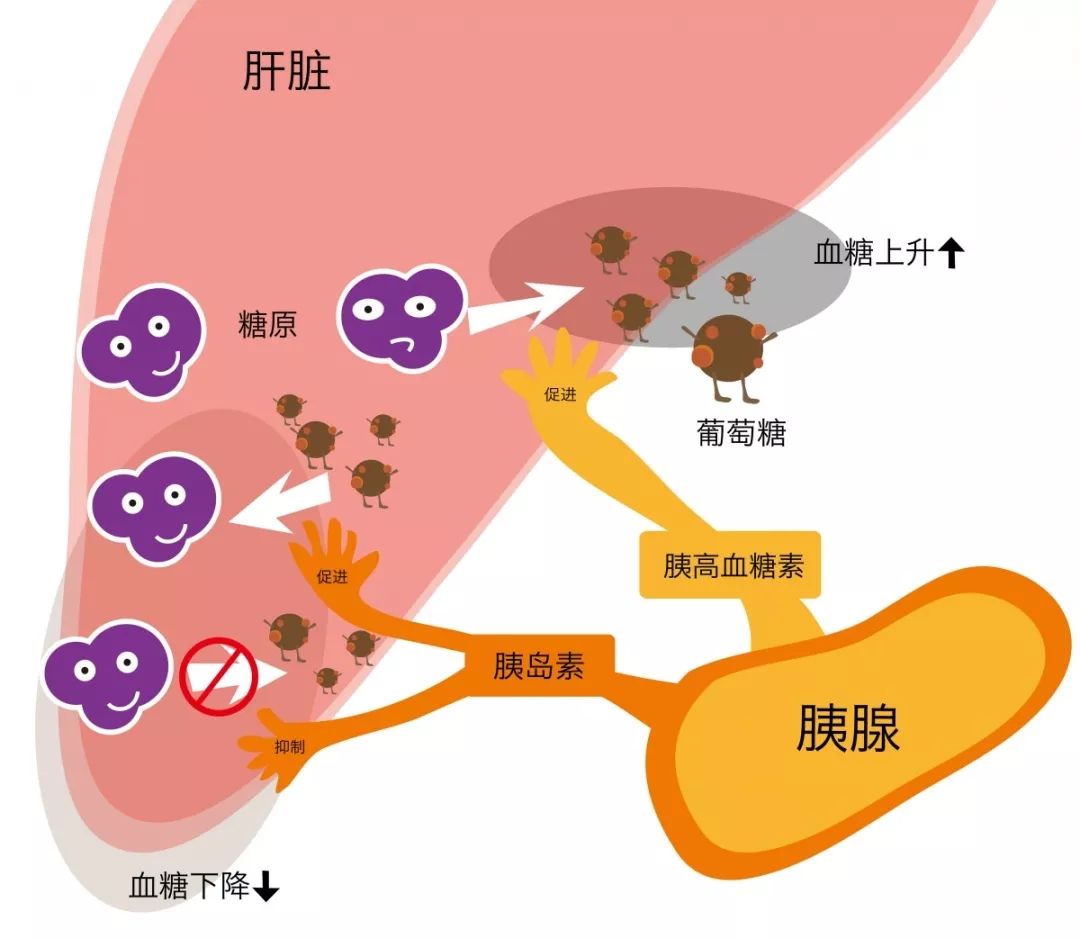 糖尿病消瘦怎么办