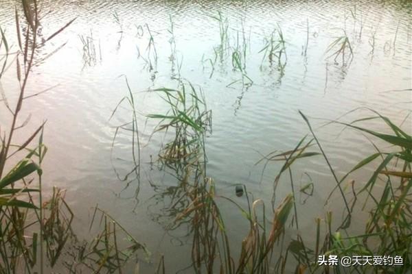 秋天什么时候开始好钓鱼 86615dcf48194f4bb268142ca19cd6b3.jpeg