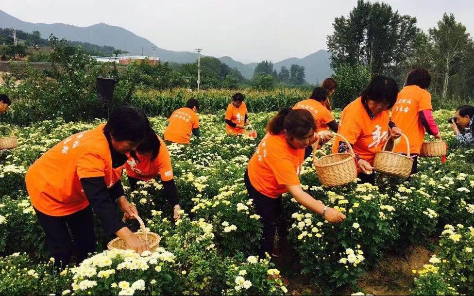 博鱼·体育官网京郊菊花产业特色鲜明重阳寻菊(图2)