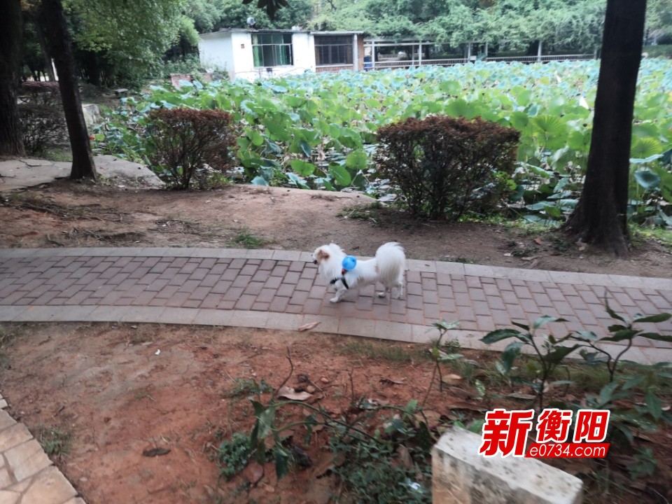 向不文明行為說「不」｜遊客牽狗入園 禁煙處吸煙 旅遊 第2張