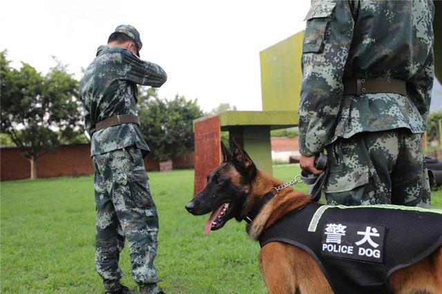 警犬训导员和警犬完成最后一次训练后，含泪退伍