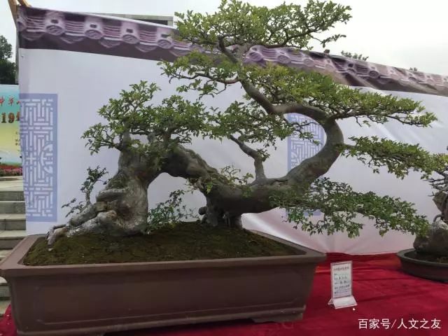 ϼ־ٰ2019辰չ,Ͻ!
