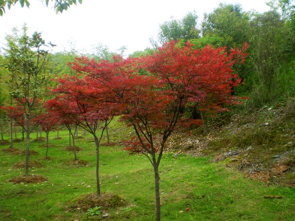 日本红枫-三季红红枫