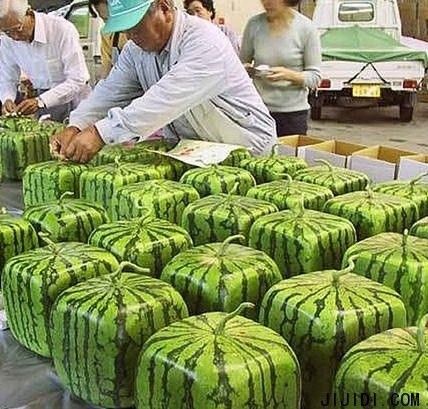 幽默段子集:突然明白了许仙为什么敢日蛇,我好