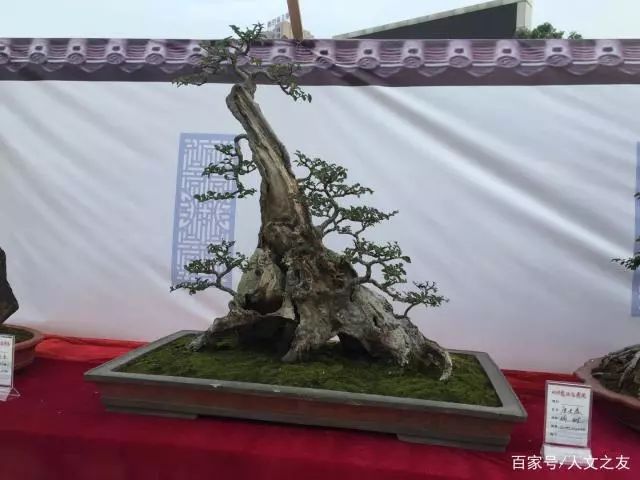 ϼ־ٰ2019辰չ,Ͻ!