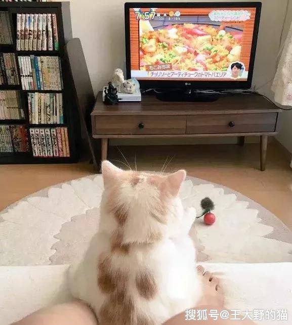 主人不在家的时候，猫咪的一天是如何度过的呢？有点萌
