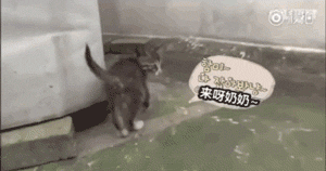 一旦小猫咪躲起来,阿拉就无可奈何了