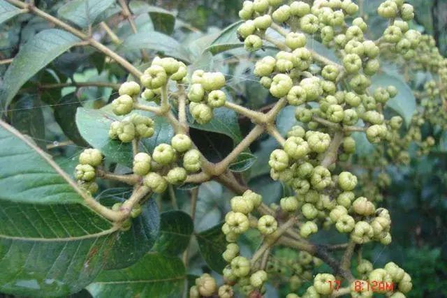 食茱萸