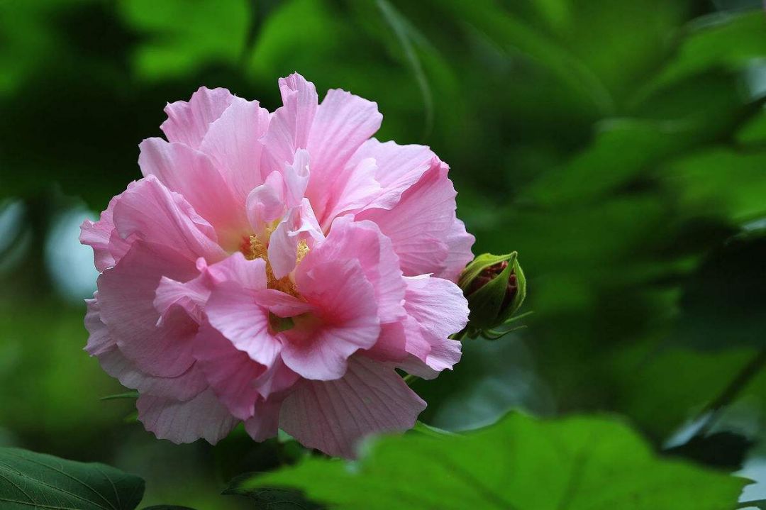 知识课堂芙蓉花拒霜盛开三醉其颜