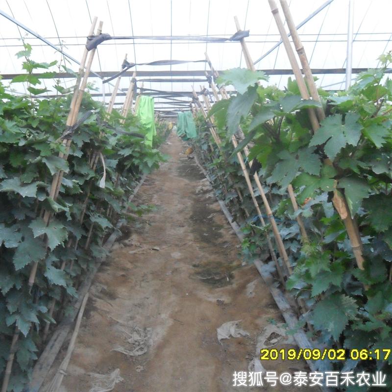 阳光玫瑰葡萄苗栽种视频 0929bac3fb534809ac0d0c350f26277d.jpeg