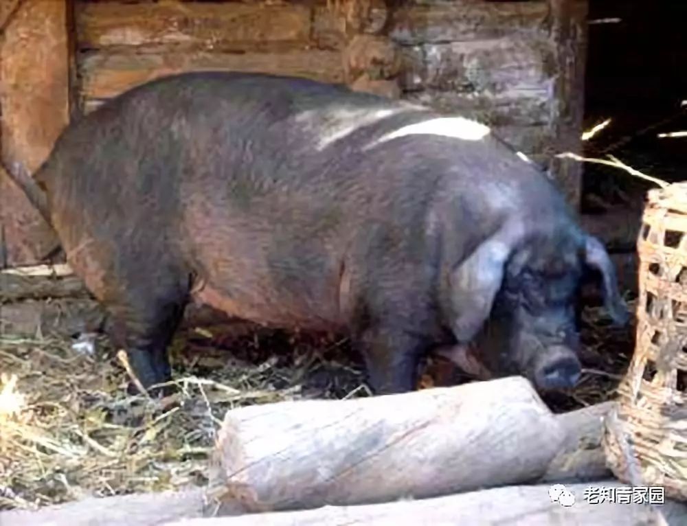 驴子围着石磨转猜成语_石磨图片(3)