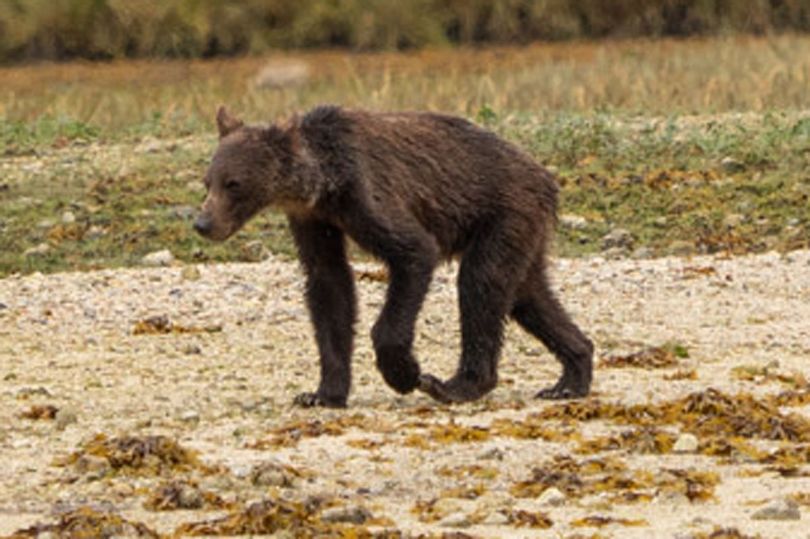 摄影师在加拿大拍到瘦弱灰熊因气候变化食物剧减绝望觅食