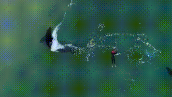 鲸鱼的视频完整版 11381f88dd4049b893f7b2f5a4b55487.gif