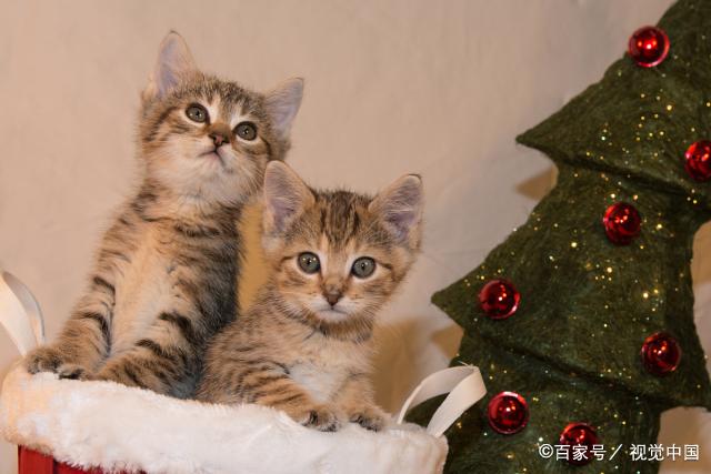 猫排名智商排名_狗狗智商排名