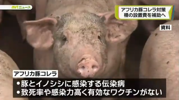 猪瘟疫情蔓延之际日本继续出口猪肉至港澳地区