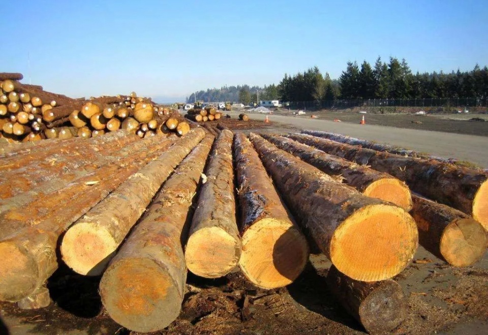 木材价格排名_最贵木材排名价格图片(2)