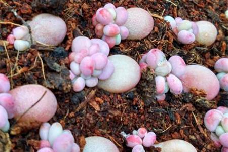 多肉叶插要不要插土里 2b73182024624b2ca8836e34b54e699c.jpeg