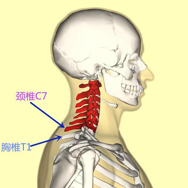 肩倒立,如何防止拉伤脖子椎间的韧带?冲洗淋巴结,调节